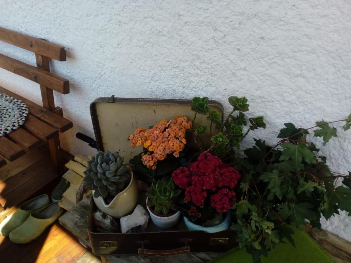 Bed & Breakfast Dolomiti Bey Haus Pinter Assling Exteriör bild